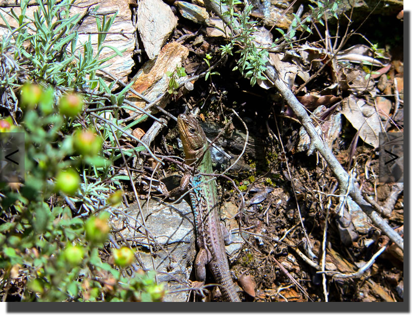 Podarcis peloponnesiacus